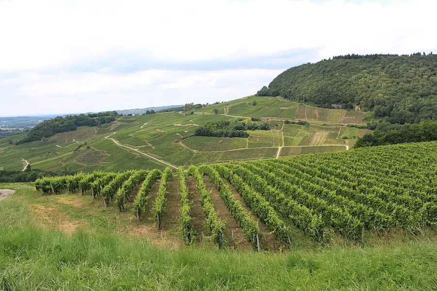 Les rangs de vignes en été